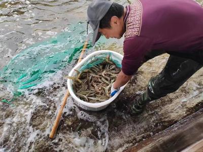 山东万芝园食用菌科技南虾越冬生产再获丰收，趋势资产管理助推国企高质量发展